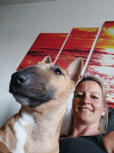 Miniatur Bull Terrier-Beitrag-Bild
