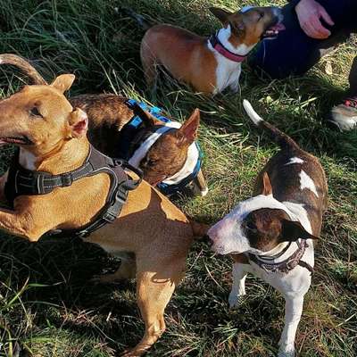 Hundetreffen-Treffen der Bullterrier, mini und Standard herzlich willkommen ❤️-Bild