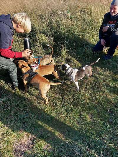 Miniatur Bull Terrier-Beitrag-Bild