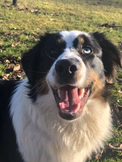 Dogorama Photo Challenge - Einmal lächeln bitte-Beitrag-Bild