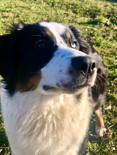 Zeigt mir die tollste Nahaufnahme von eurer Fellnase-Beitrag-Bild