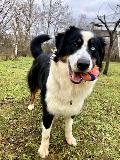 Reinrassige Hunde?-Beitrag-Bild