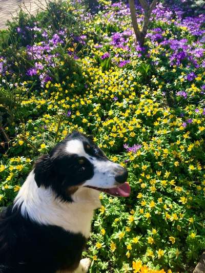 Dogorama Photo Challenge - Der Frühling kommt-Beitrag-Bild