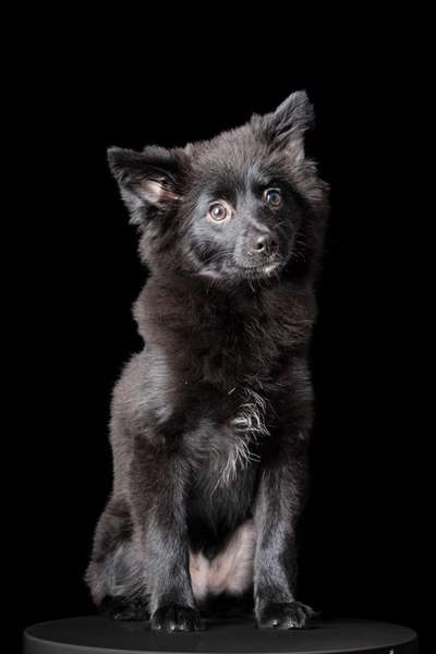 Black dogs are beautiful-Beitrag-Bild