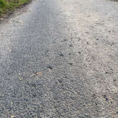 Giftköder-Unbekannte Kügelchen auf dem Boden-Bild