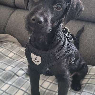 Hundetreffen-Welpentreff/Spaziergang-Bild