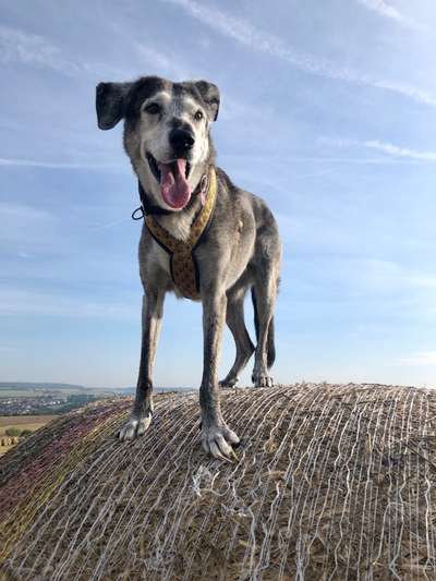 Bardino-Beitrag-Bild