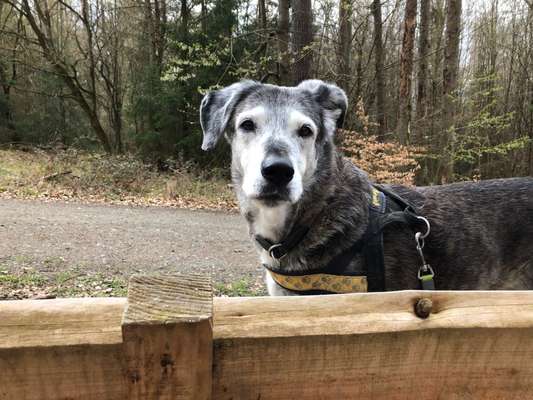 Fotochallenge No. 26                                     Wald und Wiese-Beitrag-Bild