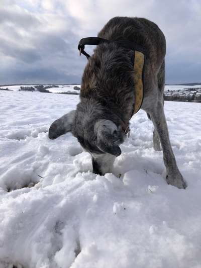 Bardino-Beitrag-Bild