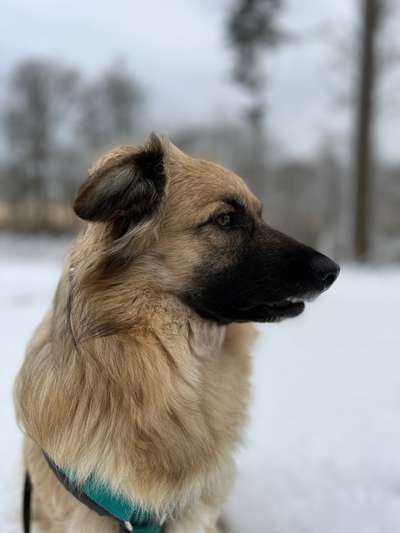 Dogorama Photo Challenge - Winterstimmung-Beitrag-Bild