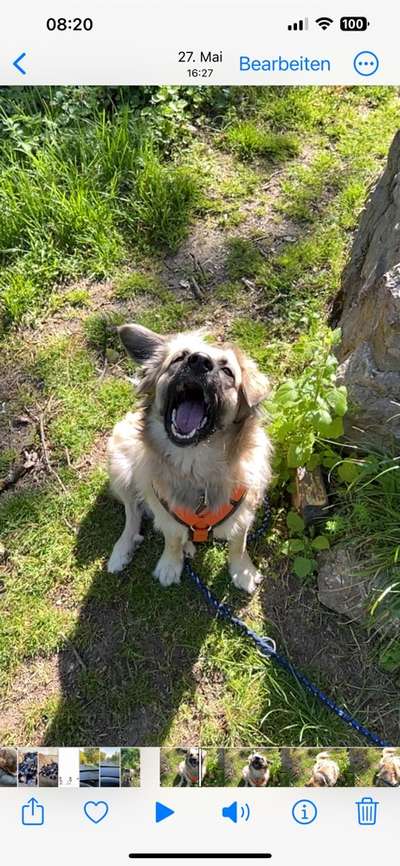 146. Foto Challenge: Maulaufreisser-Beitrag-Bild