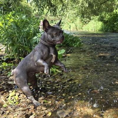 Hundetreffen-Gassi- und Spielrunden Warburg-Bild