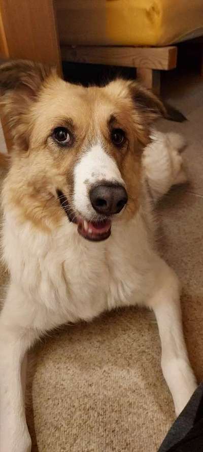 Schäferhund-Beitrag-Bild