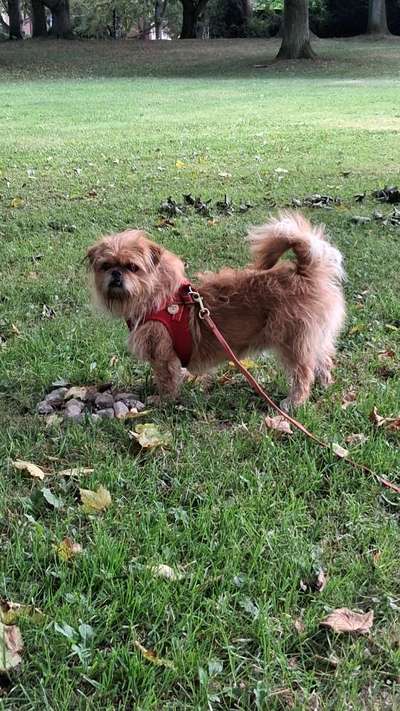 Hundetreffen-Emmi 2 Jahre kastriert sucht Spielgefährten-Bild