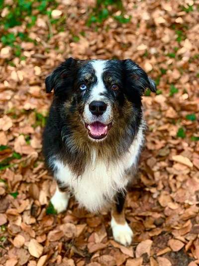 Foto's und Hundemodels-Beitrag-Bild