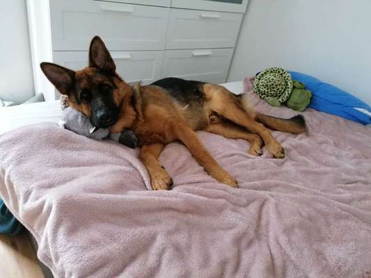 Alles rund um den Schäferhund, diskutieren erwünscht.-Beitrag-Bild