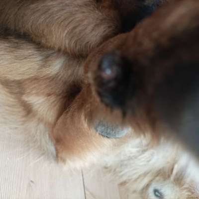 Wolfskralle-Beitrag-Bild