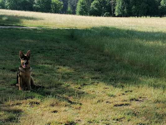 Alles rund um den Schäferhund, diskutieren erwünscht.-Beitrag-Bild