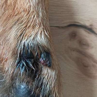 Wolfskralle-Beitrag-Bild