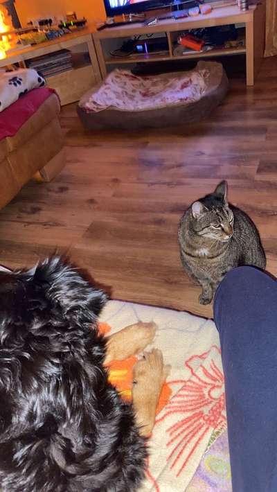 Hund und Katz Momente-Beitrag-Bild