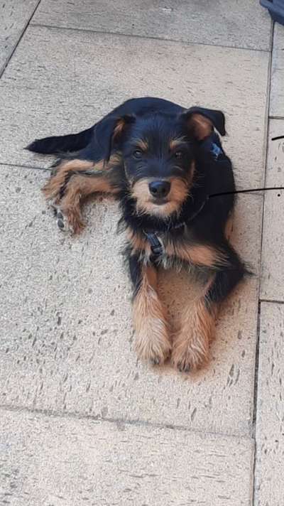 Wo sind die Jack und Parson Russell Terrier?-Beitrag-Bild