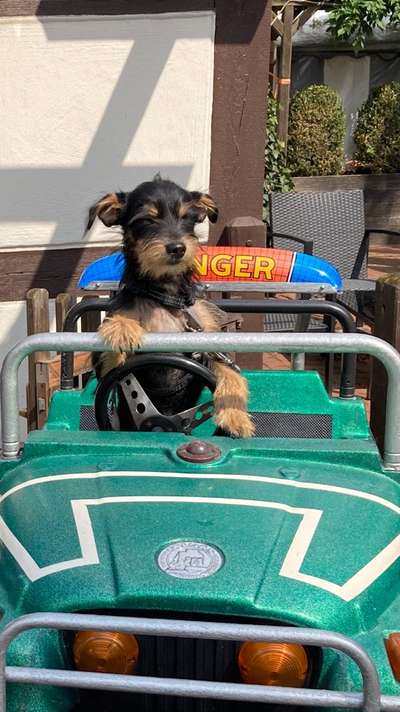 Trickdogging-Beitrag-Bild