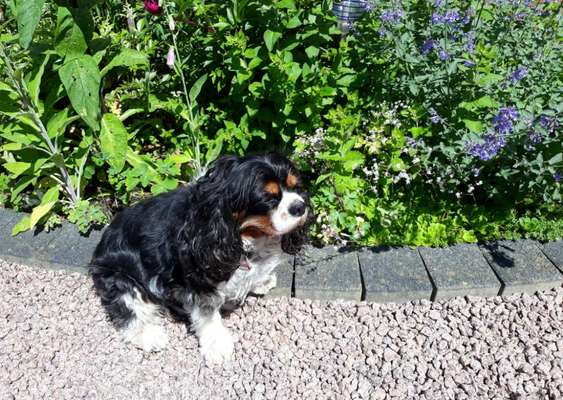 Die Dogorama Monats Challenge "Es grünt und blüht"-Beitrag-Bild