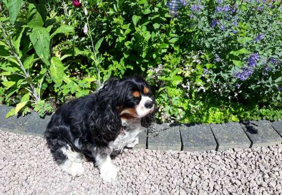 Cavalier King Charles Spaniel?-Beitrag-Bild