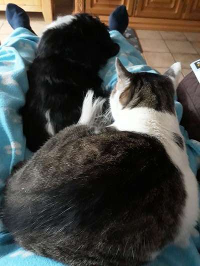 Hund und Katz Momente-Beitrag-Bild