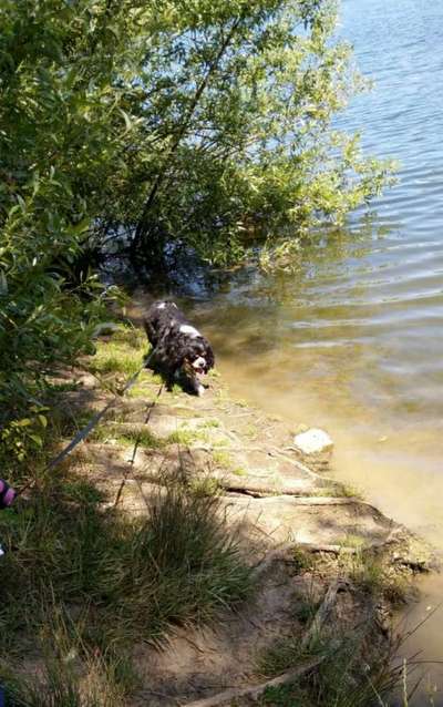 Dogorama-Monats-Challenge-Mai "Wasser"-Beitrag-Bild