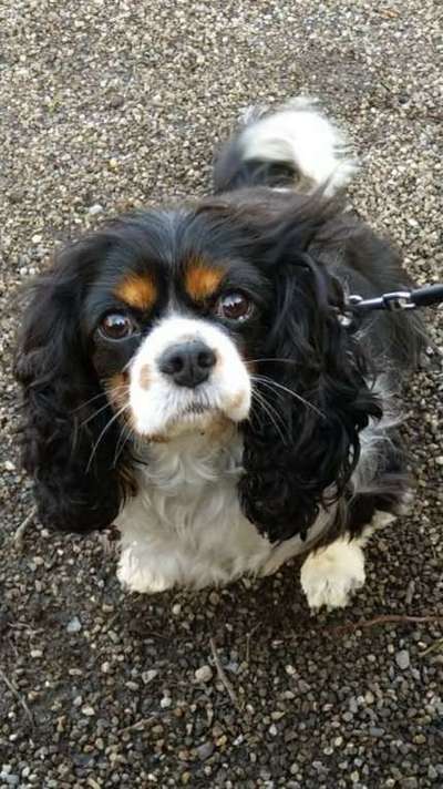 Cavalier King Charles Spaniel?-Beitrag-Bild
