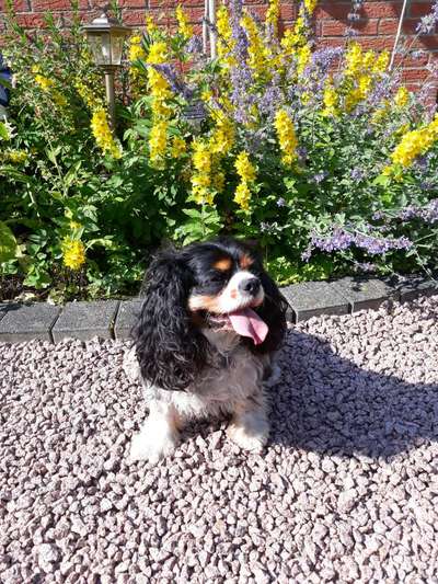 Die Dogorama Monats Challenge "Es grünt und blüht"-Beitrag-Bild