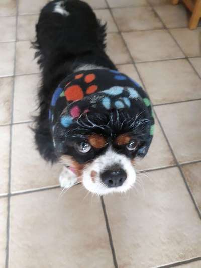 Hunde Memes-Beitrag-Bild