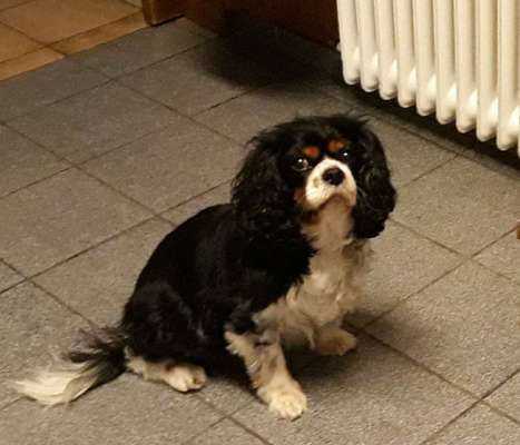 Cavalier King Charles Spaniel?-Beitrag-Bild
