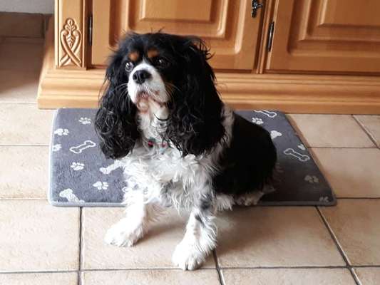 Cavalier King Charles Spaniel?-Beitrag-Bild