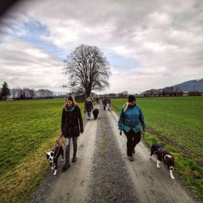 Hundetreffen-Social- Walk-Bild