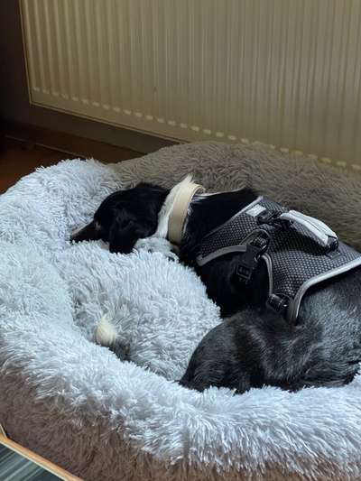 Auslandstierschutz-Beitrag-Bild