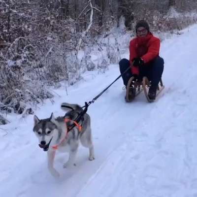 Hundetreffen-Gassi- & Spielrunde