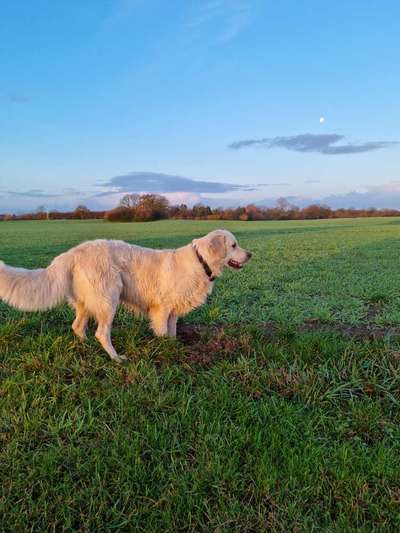 Golden Retriever-Beitrag-Bild