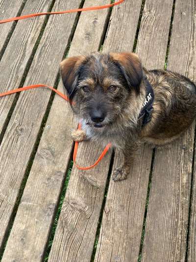 Mischlingshunde Foto Aufruf-Beitrag-Bild