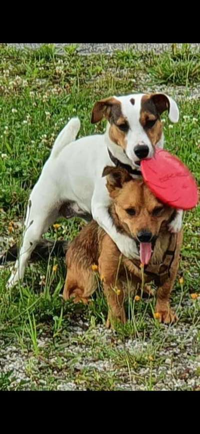 Die Dogorama Wochen Challenge "Friends will be Friends"-Beitrag-Bild