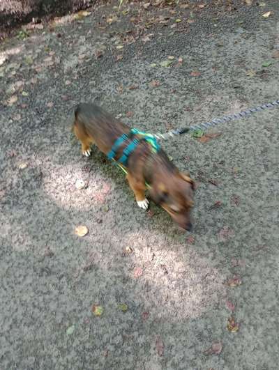 Auslandstierschutz-Beitrag-Bild