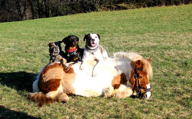 Lieblings Fotos-Beitrag-Bild