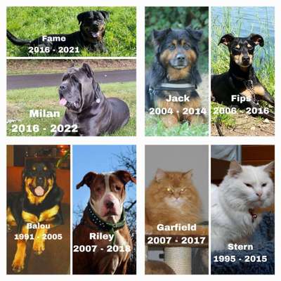 Unsere Fellnasen im Regenbogenland-Beitrag-Bild