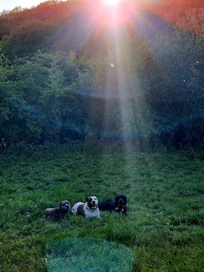 SonnenSTRAHLEN-Beitrag-Bild