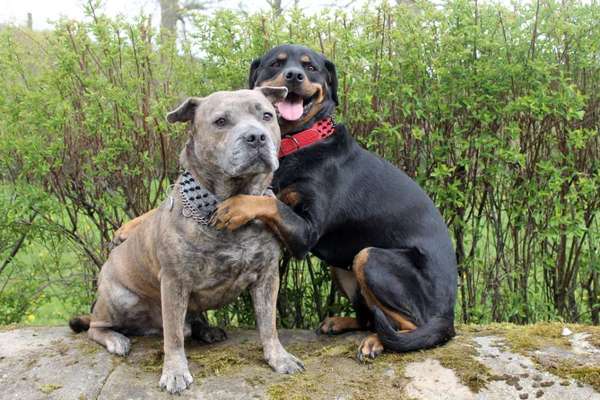 Fotochallenge Nr. 62 Romantische Momente-Beitrag-Bild