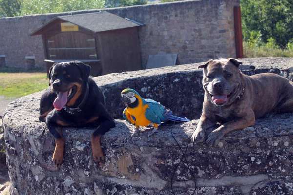 Dogorama Photo Challenge - Steine/Felsen-Beitrag-Bild