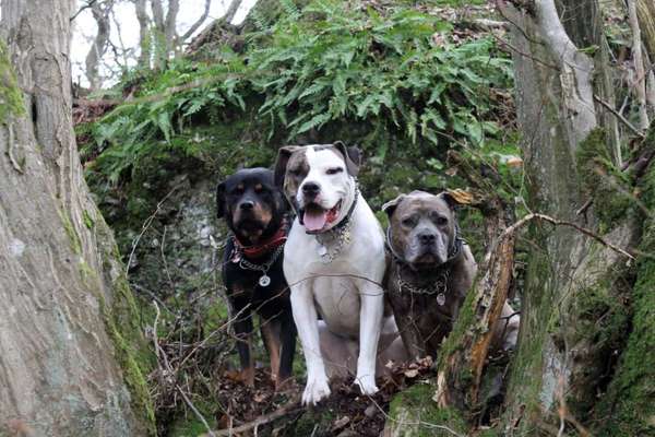 Listenhund/Kampfhund-Beitrag-Bild