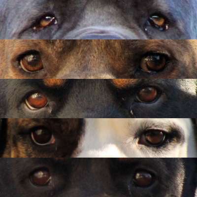 Zeigt mir die tollste Nahaufnahme von eurer Fellnase-Beitrag-Bild