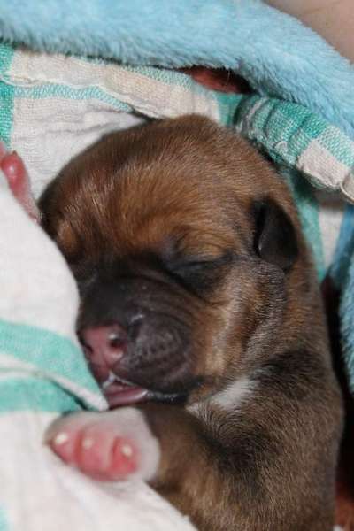 Unsere Fellnasen im Regenbogenland-Beitrag-Bild